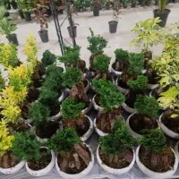 نیازمند فروشنده خانم