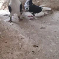 کفتر|پرنده|مشهد, محمدآباد|دیوار