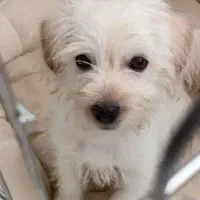 واگذاری توله پودل مالتیز