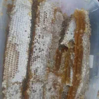 عسل خالص|خوردنی و آشامیدنی|لیکک, |دیوار