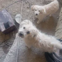 سگ خانگی