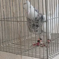 طوقی|پرنده|فارسان, |دیوار