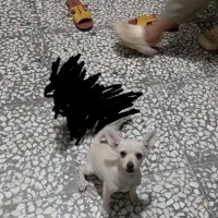 سگ پاکوتاه اصل