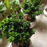 پاچیرا/بنسای جینسینگ غول پیکر
