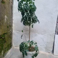 گل پنجه پری