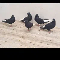 کبوتر ۵عدد ماده اشعل