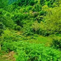 فروش-زمین-7000متری-مسکونی-با-خانه-قدیمی-وانشعابات