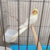 طوطی عروس هلندی نردستی