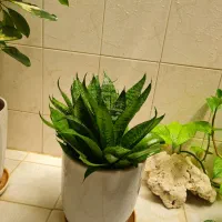 فروش گل طبیعی