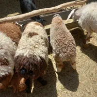 جفت میش دورگ بره بزرگ
