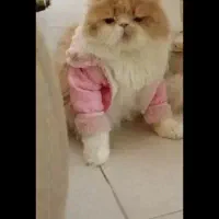 گربه‌  پرشین بریتیش ۵۹۰۰
