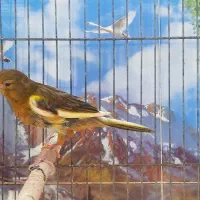 قناری|پرنده|فسا, |دیوار