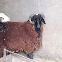 فروش یک عدد گوسفند نر سالم سلامت|حیوانات مزرعه|جوادآباد, |دیوار