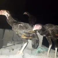 جوجه لاری