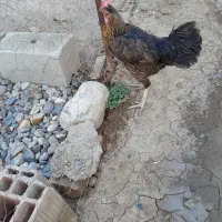 یک عددمرغ محلی اصیل