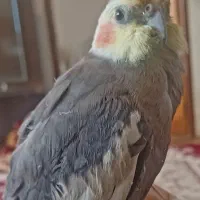 گمشده