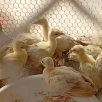 جوجه طاووس ۲ماه ۷ت دوهفته ۴ت