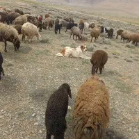 سگ گله ای|سگ|چادگان, |دیوار