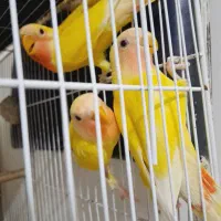 کوتوله صورت هلویی