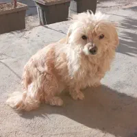 سگ ماده مالتیز