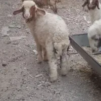 بره نر 4ماهه برا نذری