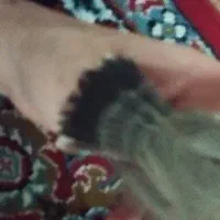 قناری  فول دستی چهار ماه