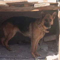 سگ ژرمن 2ساله