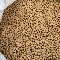 نخود محلی ارگانیک تازه