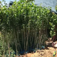 نهال کیسه