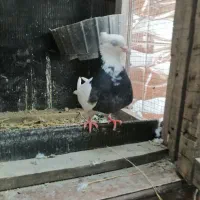 طوقی سیاه ماده