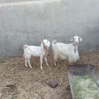 دوعدد بز