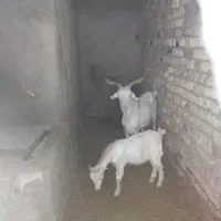 بز سانن ابستن بزغالش