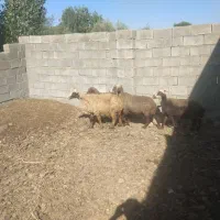 4راس میش جوان ابستن