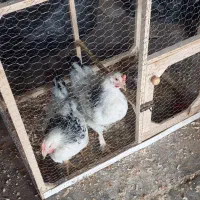 مرغ و خروس برهما