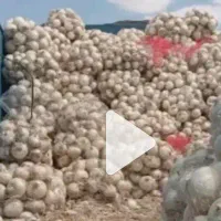 پیاز سفید و زرد