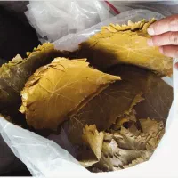 برگ‌شور‌