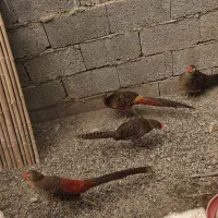 خروس