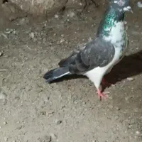 کفتر|پرنده|مشگین شهر, |دیوار