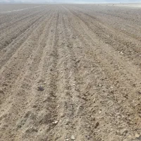 ۴۴ هکتار زمین دیمه کشاورزی در قوچان