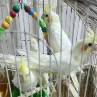 عروس هلندی