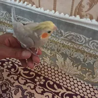 دو تا عروس هلندی سالم و سرحال بازی گوش|پرنده|قوچان, |دیوار