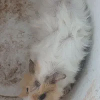 خوکچه ۳ماهه