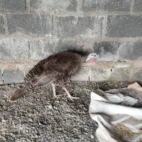 بوقلمون ماده