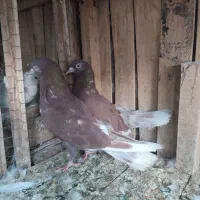 تعدادی کبوتر پرشی