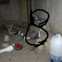 معاوضه با جوجه طوقی یا کله ای