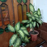 گل طبیعی دیفن باخیا