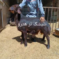 قوچ کار همو و هترو