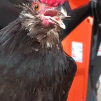 خروس گلین چهل تاج