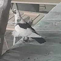 کفتر بومب