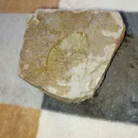 سنگ قیمتی آمونیت